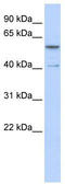 Zinc Finger Protein 284 antibody, TA329725, Origene, Western Blot image 