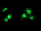 Syntrophin Alpha 1 antibody, LS-C337159, Lifespan Biosciences, Immunofluorescence image 