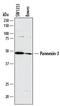 Pannexin 3 antibody, MAB8169, R&D Systems, Western Blot image 