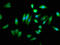 ChaC Glutathione Specific Gamma-Glutamylcyclotransferase 1 antibody, LS-C379952, Lifespan Biosciences, Immunofluorescence image 