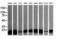 Leucine Zipper And CTNNBIP1 Domain Containing antibody, LS-C174390, Lifespan Biosciences, Western Blot image 