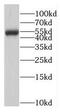 MPN Domain Containing antibody, FNab05284, FineTest, Western Blot image 