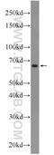 Uncharacterized protein C10orf68 antibody, 24975-1-AP, Proteintech Group, Western Blot image 