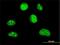 HLF Transcription Factor, PAR BZIP Family Member antibody, H00003131-M01, Novus Biologicals, Immunofluorescence image 