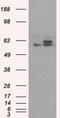 ATP Synthase F1 Subunit Beta antibody, TA500832S, Origene, Western Blot image 