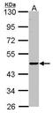 Ectonucleoside Triphosphate Diphosphohydrolase 6 antibody, TA308245, Origene, Western Blot image 