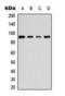 ETS2 Repressor Factor antibody, orb393047, Biorbyt, Western Blot image 