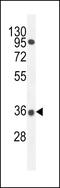 Proline Rich 19 antibody, 56-065, ProSci, Western Blot image 
