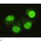 SMAD Family Member 5 antibody, LS-C813119, Lifespan Biosciences, Immunofluorescence image 