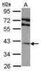 Free Fatty Acid Receptor 4 antibody, orb73956, Biorbyt, Western Blot image 