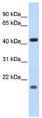 Inhibitor of growth protein 3 antibody, TA333746, Origene, Western Blot image 