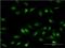 Oligodendrocyte Transcription Factor 1 antibody, H00116448-M04, Novus Biologicals, Immunocytochemistry image 