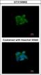 Sulfite oxidase, mitochondrial antibody, GTX105902, GeneTex, Immunocytochemistry image 