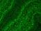 10-formyltetrahydrofolate dehydrogenase antibody, 73-164, Antibodies Incorporated, Immunofluorescence image 