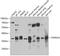 TNF Receptor Superfamily Member 4 antibody, 22-987, ProSci, Western Blot image 
