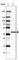 Serine Protease 8 antibody, HPA030436, Atlas Antibodies, Western Blot image 