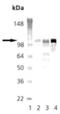 Tripartite Motif Containing 28 antibody, ADI-KAM-TF200-F, Enzo Life Sciences, Western Blot image 
