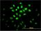 Musashi RNA Binding Protein 1 antibody, H00004440-M04, Novus Biologicals, Immunocytochemistry image 