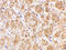 Atypical Chemokine Receptor 1 (Duffy Blood Group) antibody, 4069, ProSci, Immunohistochemistry paraffin image 