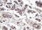 Proline Rich 11 antibody, LS-C788803, Lifespan Biosciences, Immunohistochemistry paraffin image 