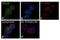 Growth Factor Independent 1B Transcriptional Repressor antibody, 720344, Invitrogen Antibodies, Immunofluorescence image 