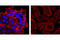 Quiescin Sulfhydryl Oxidase 1 antibody, 5067S, Cell Signaling Technology, Immunocytochemistry image 