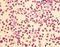 Homer protein homolog 1 antibody, A52492-100, Epigentek, Immunohistochemistry paraffin image 