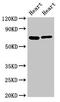 FAST Kinase Domains 2 antibody, LS-C672935, Lifespan Biosciences, Western Blot image 