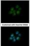 Dihydrofolate reductase antibody, PA5-30992, Invitrogen Antibodies, Immunofluorescence image 