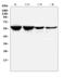 Polypyrimidine Tract Binding Protein 2 antibody, A05020-2, Boster Biological Technology, Western Blot image 