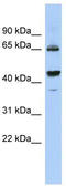 Phosphodiesterase 12 antibody, TA337568, Origene, Western Blot image 
