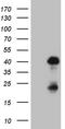 Homeobox protein OTX2 antibody, TA809511S, Origene, Western Blot image 