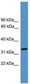 LUC7 Like antibody, TA344587, Origene, Western Blot image 