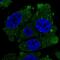V-Set And Immunoglobulin Domain Containing 1 antibody, HPA036310, Atlas Antibodies, Immunocytochemistry image 