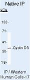 Cyclin D3 antibody, MA5-12717, Invitrogen Antibodies, Immunoprecipitation image 