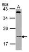 Zinc finger HIT domain-containing protein 1 antibody, PA5-27598, Invitrogen Antibodies, Western Blot image 