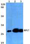 Ribosomal Protein L7 antibody, A06025-1, Boster Biological Technology, Western Blot image 