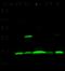 ISG15 Ubiquitin Like Modifier antibody, 12729-R239, Sino Biological, Western Blot image 