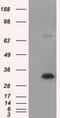 Nitrilase 1 antibody, MA5-25080, Invitrogen Antibodies, Western Blot image 