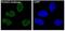 RUNX Family Transcription Factor 2 antibody, M00442, Boster Biological Technology, Immunofluorescence image 