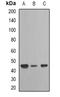 TAR DNA Binding Protein antibody, orb382071, Biorbyt, Western Blot image 