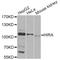 Histone Cell Cycle Regulator antibody, A12527, ABclonal Technology, Western Blot image 