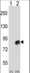 Cullin-4A antibody, LS-C167160, Lifespan Biosciences, Western Blot image 