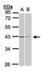 Galanin Receptor 2 antibody, orb89376, Biorbyt, Western Blot image 