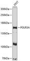 RNA Polymerase III Subunit A antibody, 13-776, ProSci, Western Blot image 
