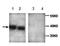 Beta-centractin antibody, orb77007, Biorbyt, Western Blot image 