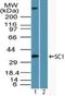 Transcription Factor 19 antibody, NBP2-24586, Novus Biologicals, Western Blot image 