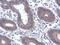Ectonucleoside Triphosphate Diphosphohydrolase 7 antibody, PA5-31733, Invitrogen Antibodies, Immunohistochemistry frozen image 