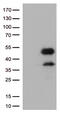 Fc Fragment Of IgG Receptor IIa antibody, TA500651S, Origene, Western Blot image 
