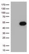 Fc Fragment Of IgG Receptor IIa antibody, TA500649S, Origene, Western Blot image 